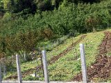 IMG_0054.JPG